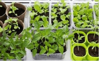 Изображение [za_larisa] Выращивание рассады (2021)