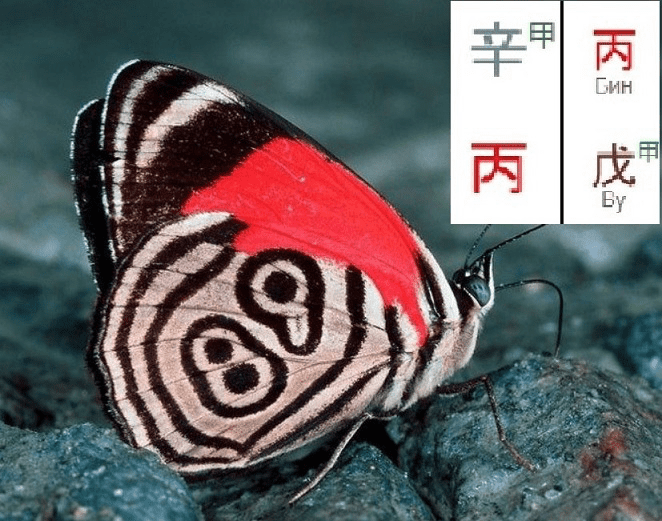 Изображение [Ольга Фандорина] Выбор профессии по Ци Мень. Вебинар 2 (2025)