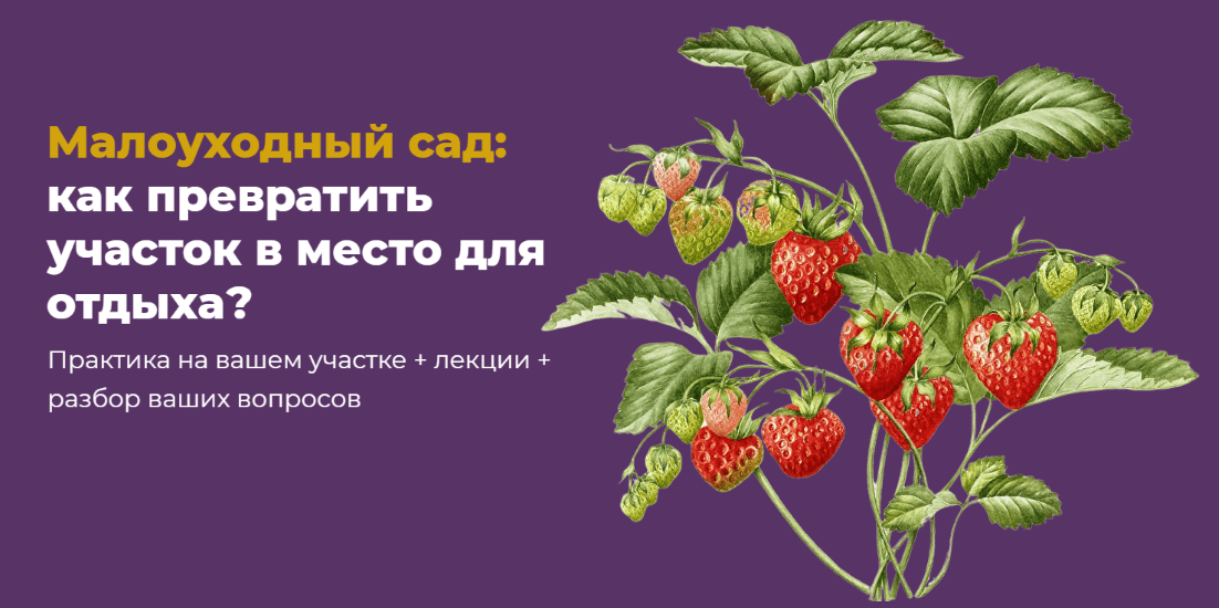 Изображение [Школа Сада] Мария Шашкова ― Малоуходный сад: как превратить участок в место для отдыха? (2025)