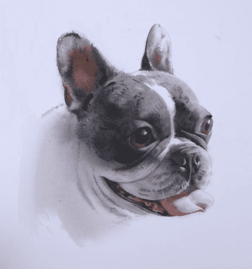 Изображение [lectoroom] Елена Базанова ― Портрет французского бульдога акварелью (2025)