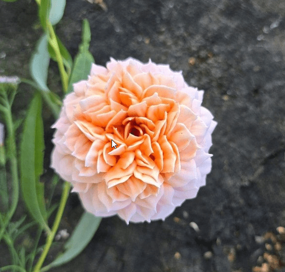 Изображение [Яна Мурачёва] [pryancholito] Розы ГРЕЙС из зефира (2025)