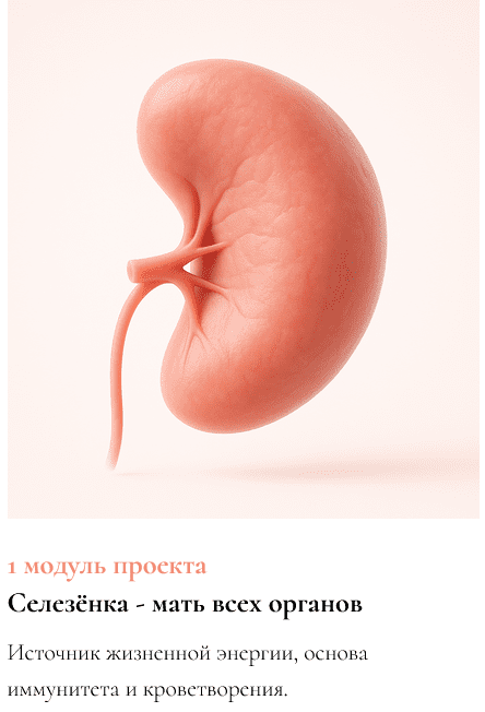 Изображение [Ксения Глинкина (Черная)] ЖКТ про Жизнь. 1 модуль: Селезёнка - мать всех органов (2025)